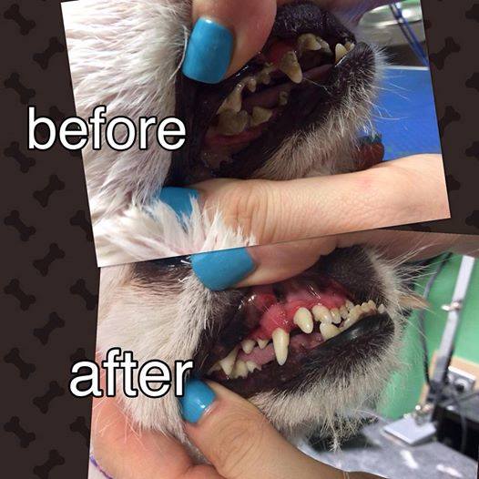 mobile pet teeth cleaning